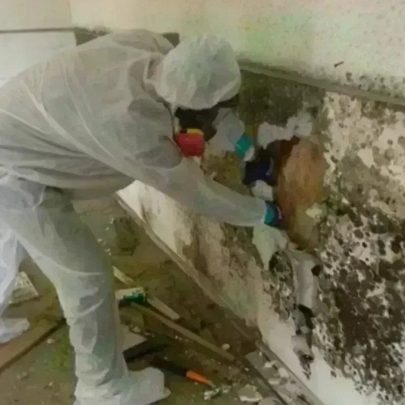 Mold Remediation and Removal in Mesa, AZ